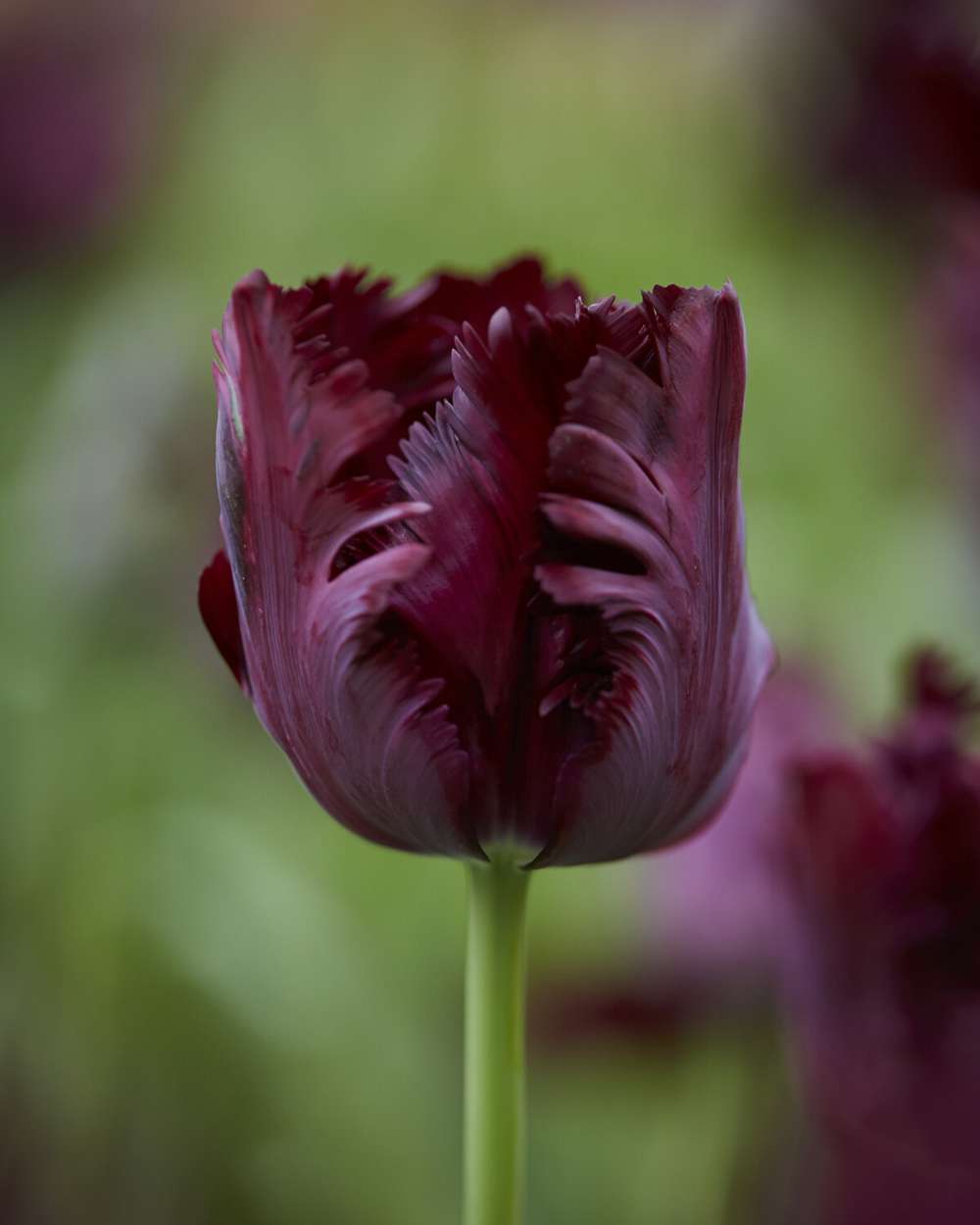 Tulipan 'Black Parrot'